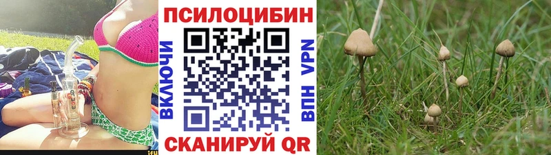 Псилоцибиновые грибы мицелий  Купино 
